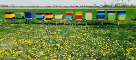 honey-in-poland-beehive